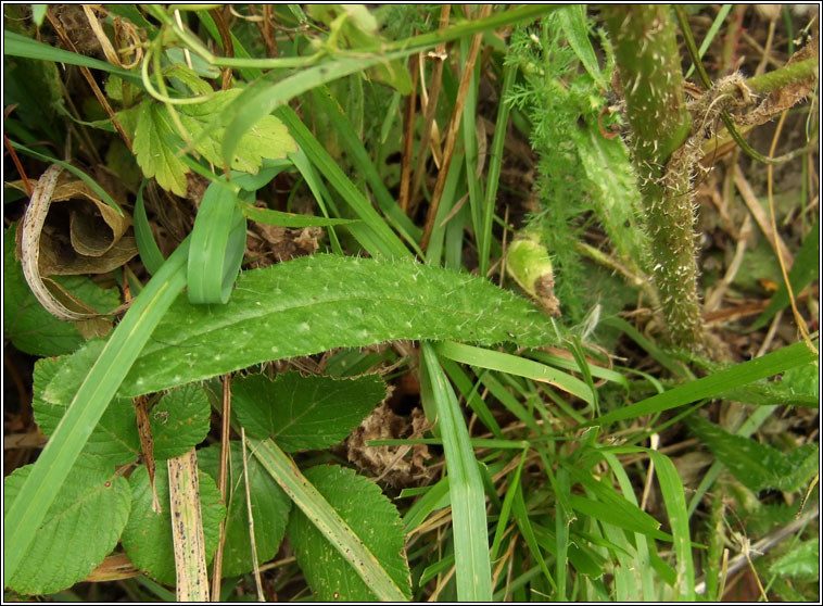 Bristly Ox-tongue, Helminthotheca echioides, Teanga bh� gharbh
