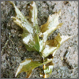 Perfoliate Pondweed, Potamogeton perfoliatus, Dr�imire uisce