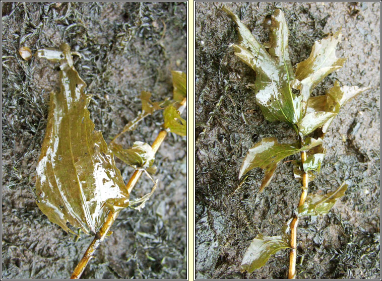 Perfoliate Pondweed, Potamogeton perfoliatus, Dr�imire uisce