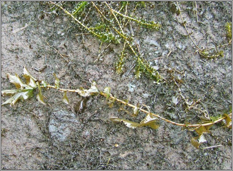 Perfoliate Pondweed, Potamogeton perfoliatus, Dr�imire uisce