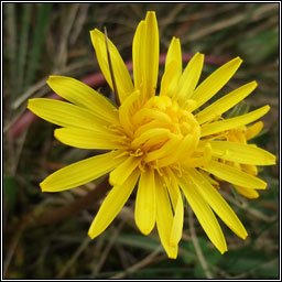 Irish Dandelion, Taraxacum amarellum, Caisearbh�n gaelach