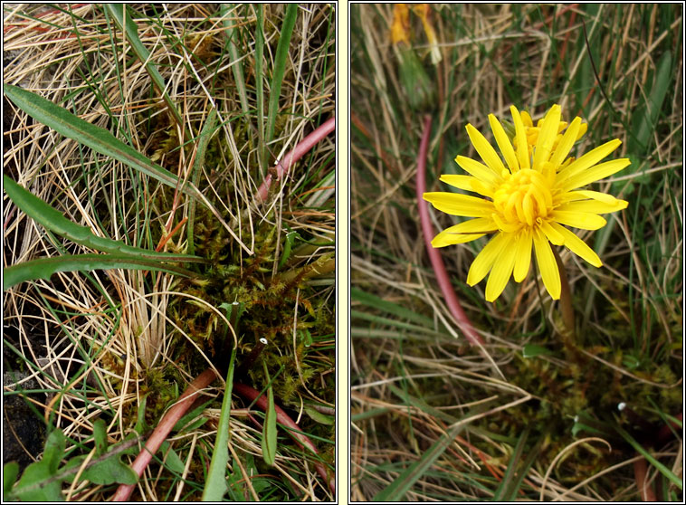 Irish Dandelion, Taraxacum amarellum, Caisearbh�n gaelach