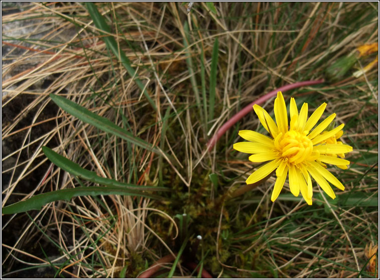 Irish Dandelion, Taraxacum amarellum, Caisearbh�n gaelach
