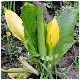 American Skunk-cabbage, Lysichiton americanus, Geathar b�i