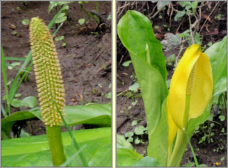 American Skunk-cabbage, Lysichiton americanus, Geathar b�i