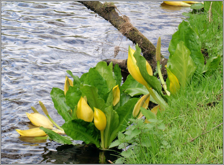 American Skunk-cabbage, Lysichiton americanus, Geathar b�i