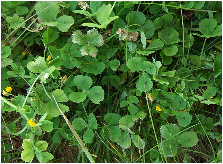 Spotted Medick, Medicago arabica, Meidic bhreac