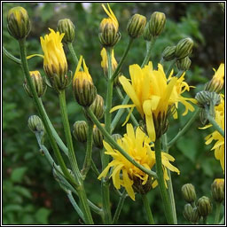 Rough Hawk's-beard, Crepis biennis, Lus c�r�in garbh