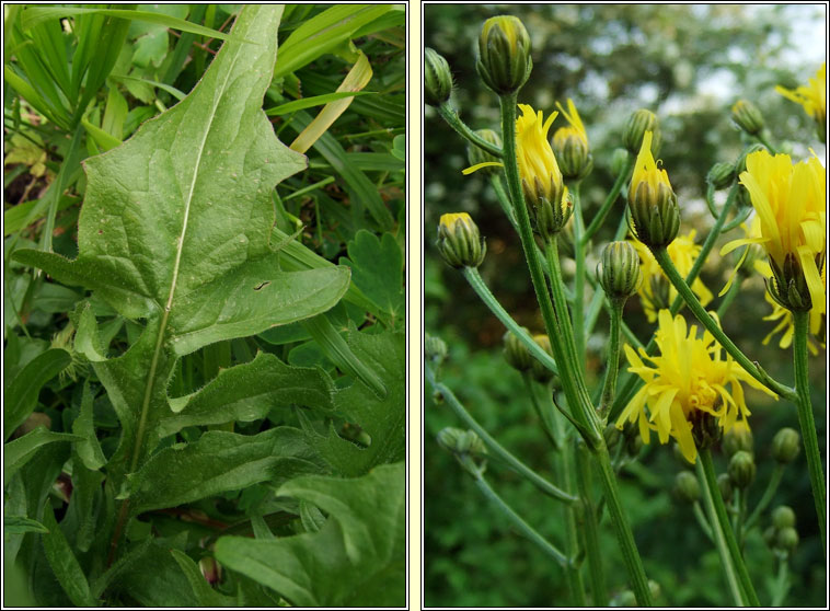 Rough Hawk's-beard, Crepis biennis, Lus c�r�in garbh
