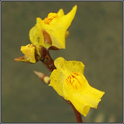 Greater Bladderwort, Utricularia vulgaris, Lus an bhorraigh