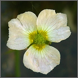 Lesser Water-plantain, Baldellia ranunculoides, Corrchop�g bheag