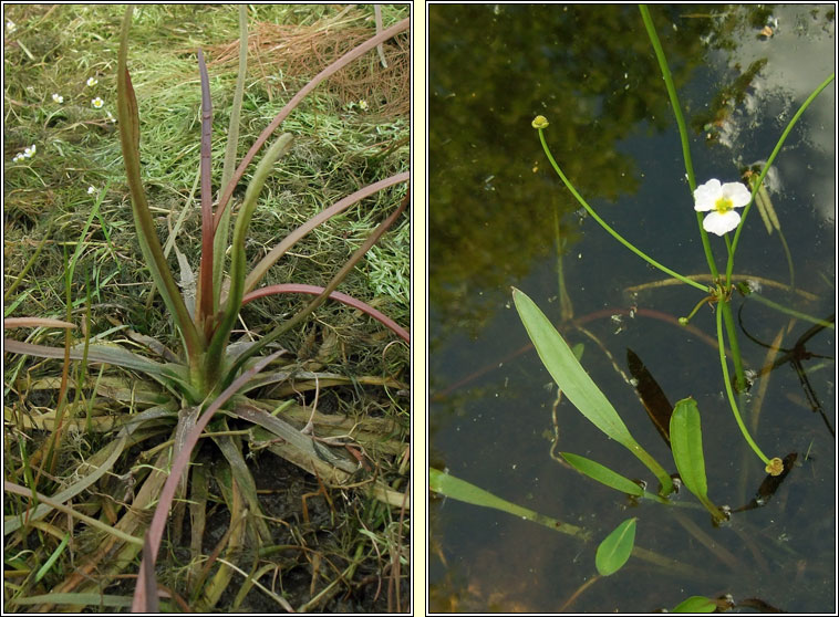 Lesser Water-plantain, Baldellia ranunculoides, Corrchop�g bheag