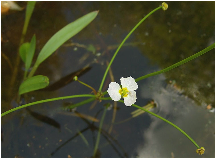 Lesser Water-plantain, Baldellia ranunculoides, Corrchop�g bheag