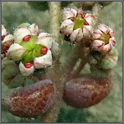 Thick-leaved Stonecrop, Sedum dasyphyllum, Graf�n ramhar