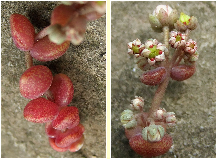 Thick-leaved Stonecrop, Sedum dasyphyllum, Graf�n ramhar