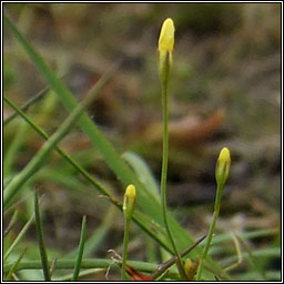Yellow Centaury, Cicendia filiformis, Deagha bu�