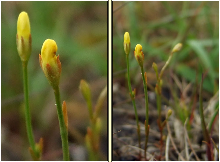 Yellow Centaury, Cicendia filiformis, Deagha bu�