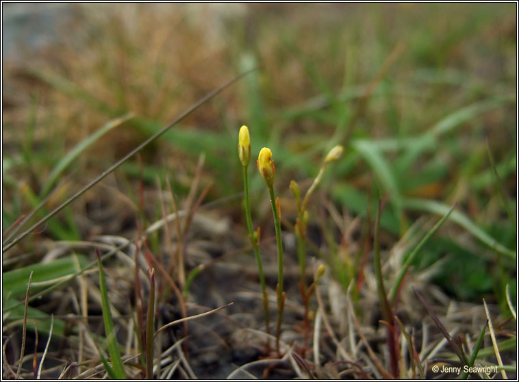 Yellow Centaury, Cicendia filiformis, Deagha bu�