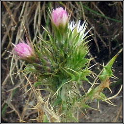 Slender Thistle, Carduus tenuiflorus, Feochad�n caol