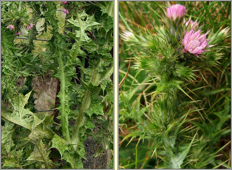 Slender Thistle, Carduus tenuiflorus, Feochad�n caol