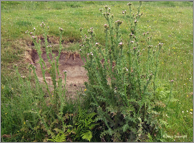 Slender Thistle, Carduus tenuiflorus, Feochad�n caol
