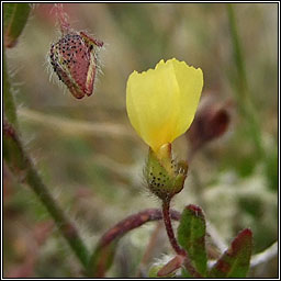 Spotted Rock-rose, Tuberaria guttata, Grianr�s breac