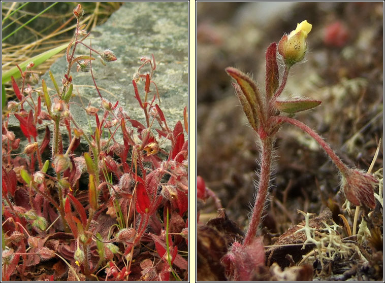 Spotted Rock-rose, Tuberaria guttata, Grianr�s breac
