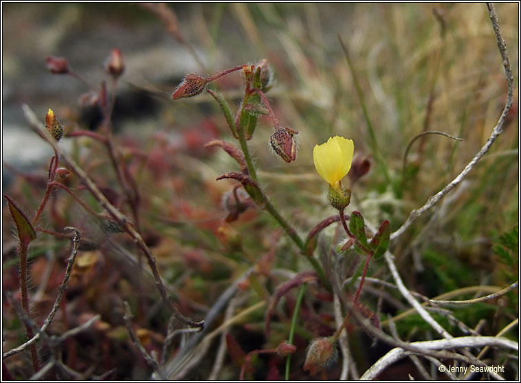 Spotted Rock-rose, Tuberaria guttata, Grianr�s breac
