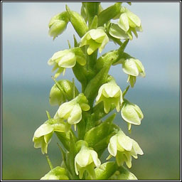 Small-white Orchid, Pseudorchis albida, Magairl�n b�n