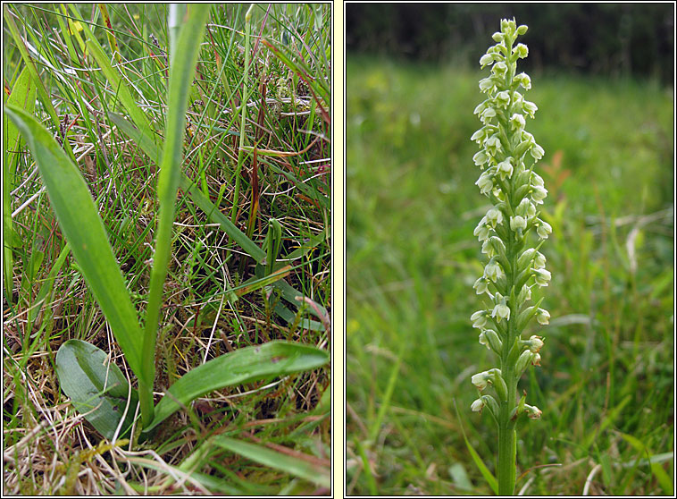 Small-white Orchid, Pseudorchis albida, Magairl�n b�n