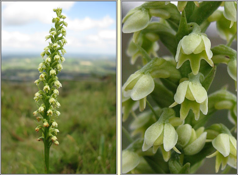 Small-white Orchid, Pseudorchis albida, Magairl�n b�n