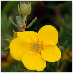 Shrubby Cinquefoil, Dasiphora fruticosa, Tor c�igmh�arach