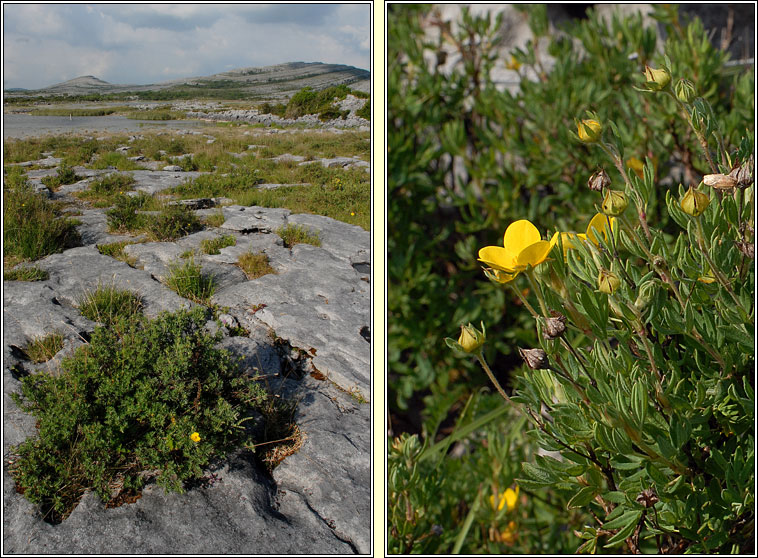 Shrubby Cinquefoil, Dasiphora fruticosa, Tor c�igmh�arach