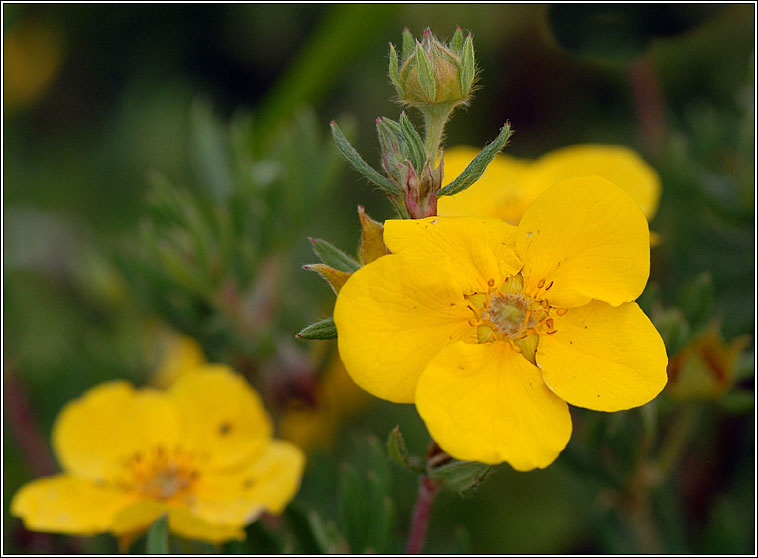 Shrubby Cinquefoil, Potentilla fruticosa, Tor c�igmh�arach