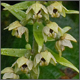 Broad-leaved Helleborine, Epipactis helleborine, Ealabair�n