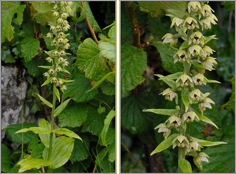 Broad-leaved Helleborine, Epipactis helleborine, Ealabair�n
