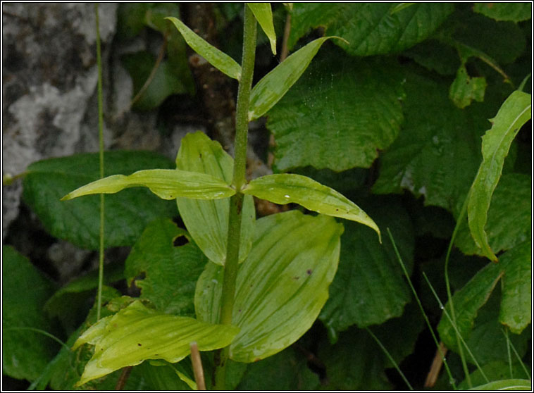 Broad-leaved Helleborine, Epipactis helleborine, Ealabair�n