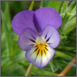 Wild Pansy, Viola tricolor, Goirm�n searraigh