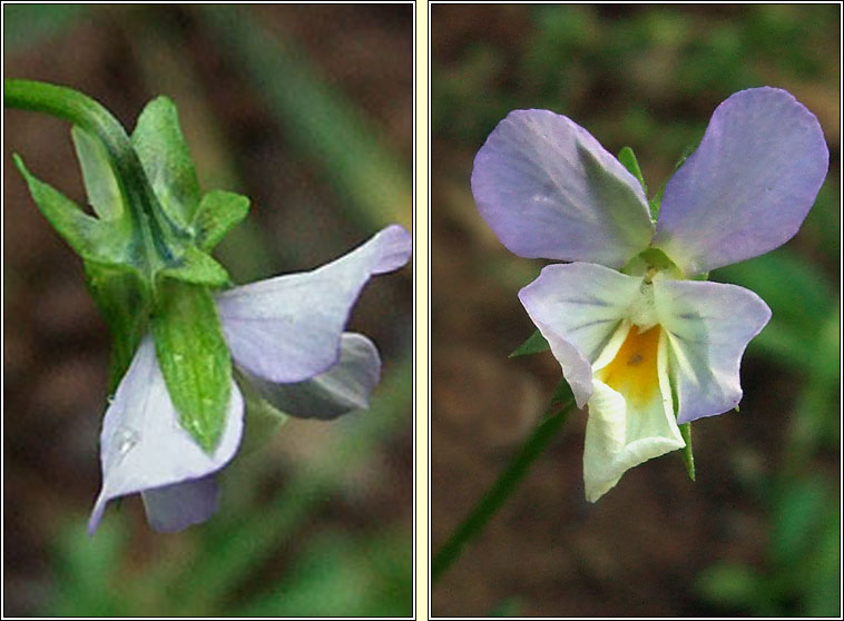 Wild Pansy, Viola tricolor, Goirm�n searraigh