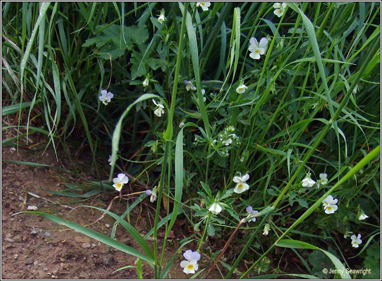 Wild Pansy, Viola tricolor, Goirm�n searraigh