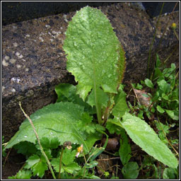 Common Blue-sowthistle, Cicerbita macrophylla, Bleacht�n gorm