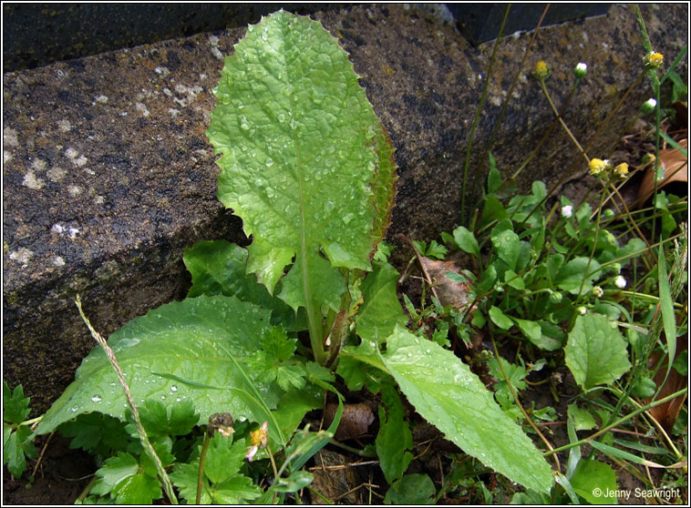 Common Blue-sowthistle, Cicerbita macrophylla, Bleacht�n gorm