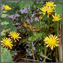Marsh Hawk's-beard, Crepis paludosa, Lus c�r�in corraigh