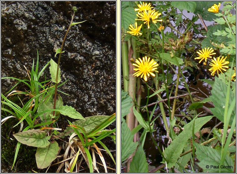 Marsh Hawk's-beard, Crepis paludosa, Lus c�r�in corraigh