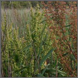 Water Dock, Rumex hydrolapathum, Cop�g uisce