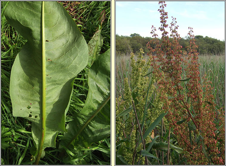 Water Dock, Rumex hydrolapathum, Cop�g uisce