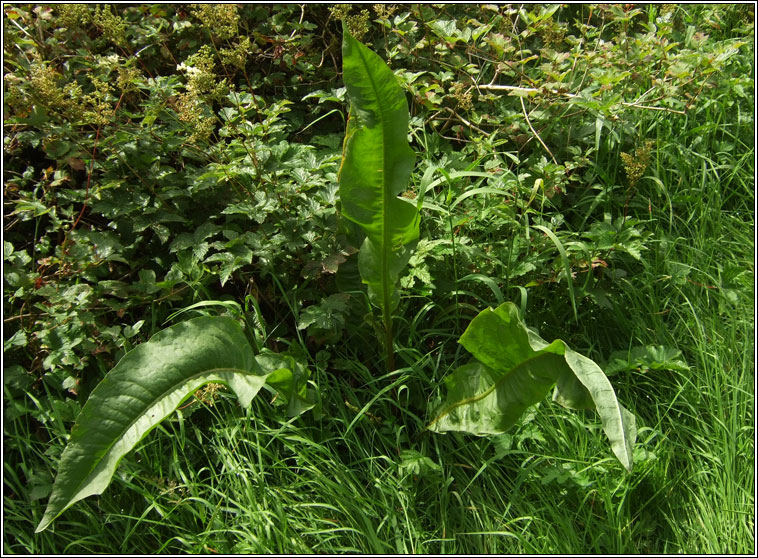 Water Dock, Rumex hydrolapathum, Cop�g uisce