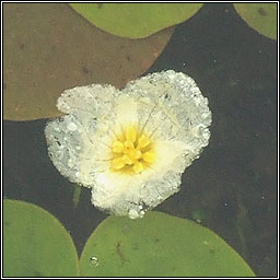 Frogbit, Hydrocharis morsus-ranae, Greim an losc�in