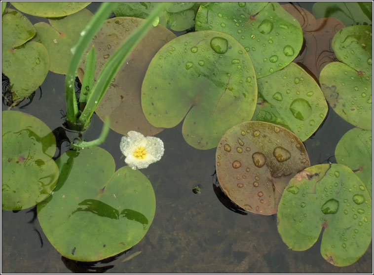 Frogbit, Hydrocharis morsus-ranae, Greim an losc�in