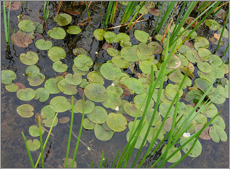 Frogbit, Hydrocharis morsus-ranae, Greim an losc�in
